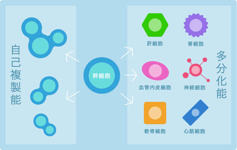 多分化能と自己複製能
